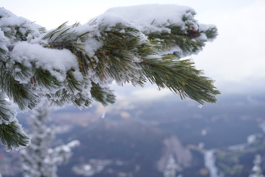 松树上的积雪压弯了枝头.    