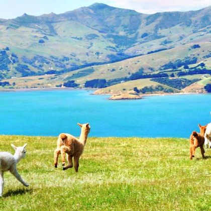 新西兰基督城莎玛拉羊驼牧场+阿卡罗阿海豚观赏航行一日游