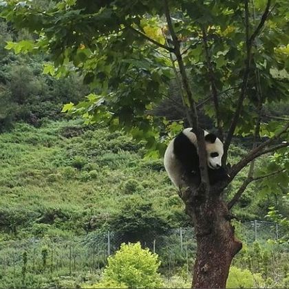 卧龙中华大熊猫苑神树坪基地一日游【卧龙福宝直通车 成都往返】 卧龙中华大熊猫苑神树坪基地一日游【卧龙福宝直通车 成都往返】