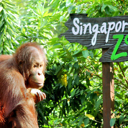 新加坡动物园+河川生态园+新加坡飞禽公园+夜间野生动物园二日游