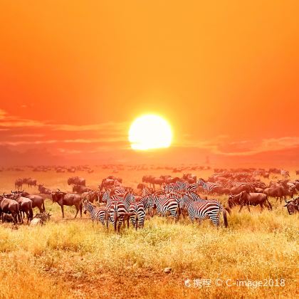 坦桑尼亚阿鲁沙区卡拉图+恩戈罗恩戈罗+塞伦盖蒂国家公园+肯尼亚马赛马拉国家公园10日7晚跟团游
