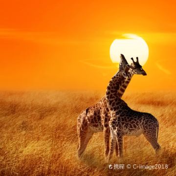 坦桑尼亚塞伦盖蒂国家公园+恩戈罗恩戈罗火山口+桑给巴尔岛9日8晚拼小团 坦桑尼亚塞伦盖蒂国家公园+恩戈罗恩戈罗火山口+桑给巴尔岛9日8晚拼小团