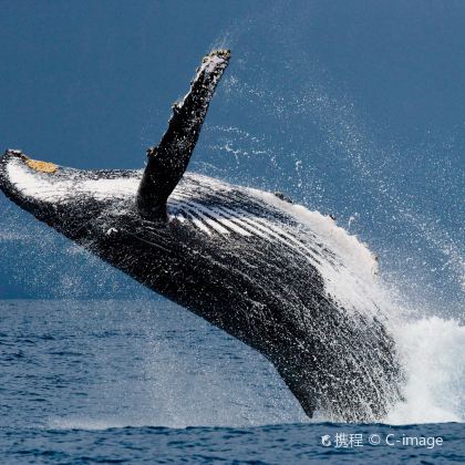 斯里兰卡科伦坡+雅拉国家公园+美蕊沙出海观鲸8日7晚私家团