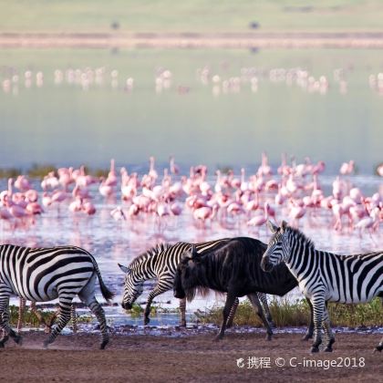 肯尼亚内罗毕+马赛马拉国家公园+坦桑尼亚塞伦盖蒂14日12晚私家团