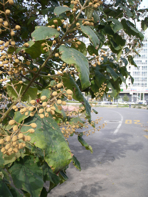 泡桐结籽
