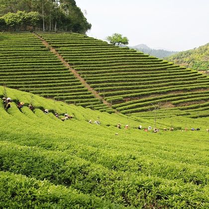 广东梅州雁南飞茶田景区+叶剑英纪念园+故居一日活动 广东梅州雁南飞茶田景区+叶剑英纪念园+故居一日活动
