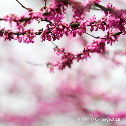 长沙+岳阳6日5晚私家团 长沙+岳阳6日5晚私家团
