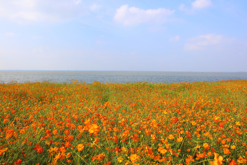 淀山湖环湖大道(昆山段)硫华菊花海
