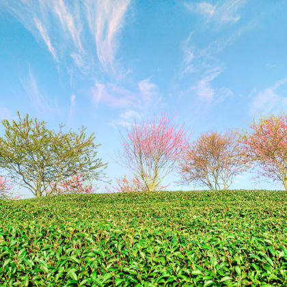 龙岩永福台品樱花茶园一日游 龙岩永福台品樱花茶园一日游
