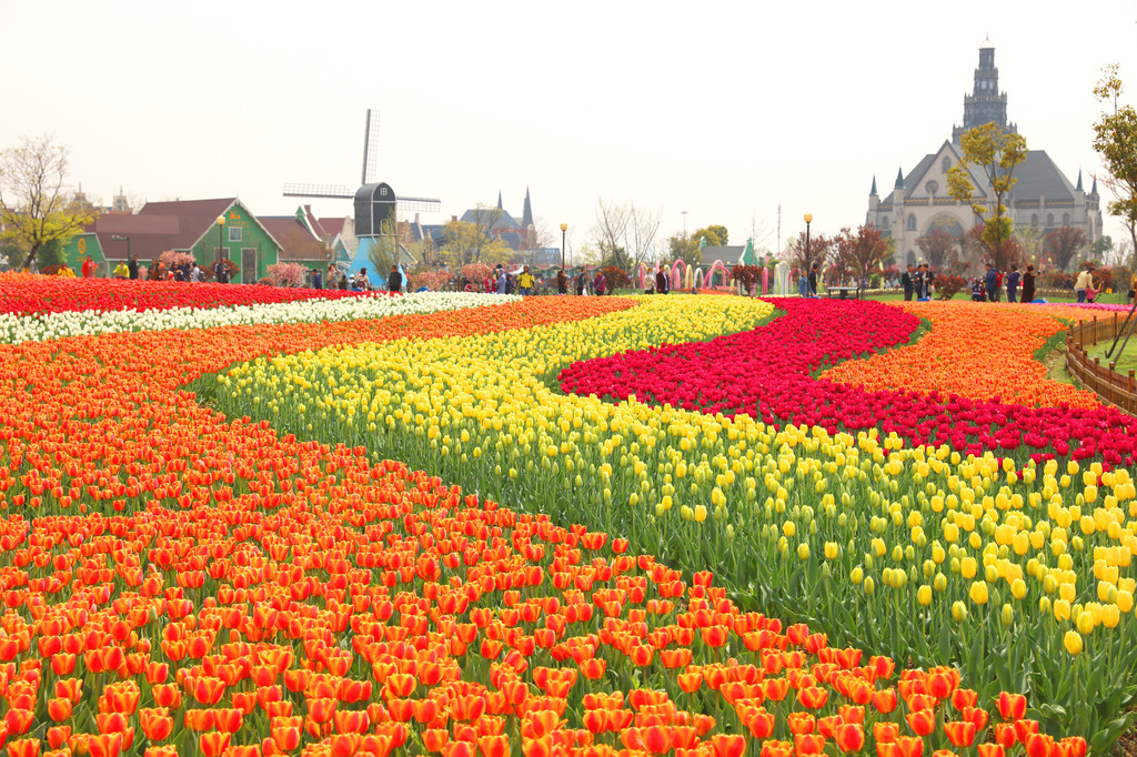 大丰荷兰花海花多吗图片