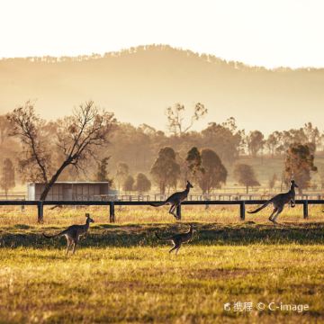 澳大利亚悉尼+纽卡斯尔+斯蒂芬斯港观海豚巡游7日6晚私家团 澳大利亚悉尼+纽卡斯尔+斯蒂芬斯港观海豚巡游7日6晚私家团