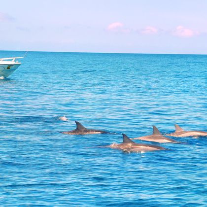 菲律宾薄荷岛观海豚+帕米拉坎岛一日游