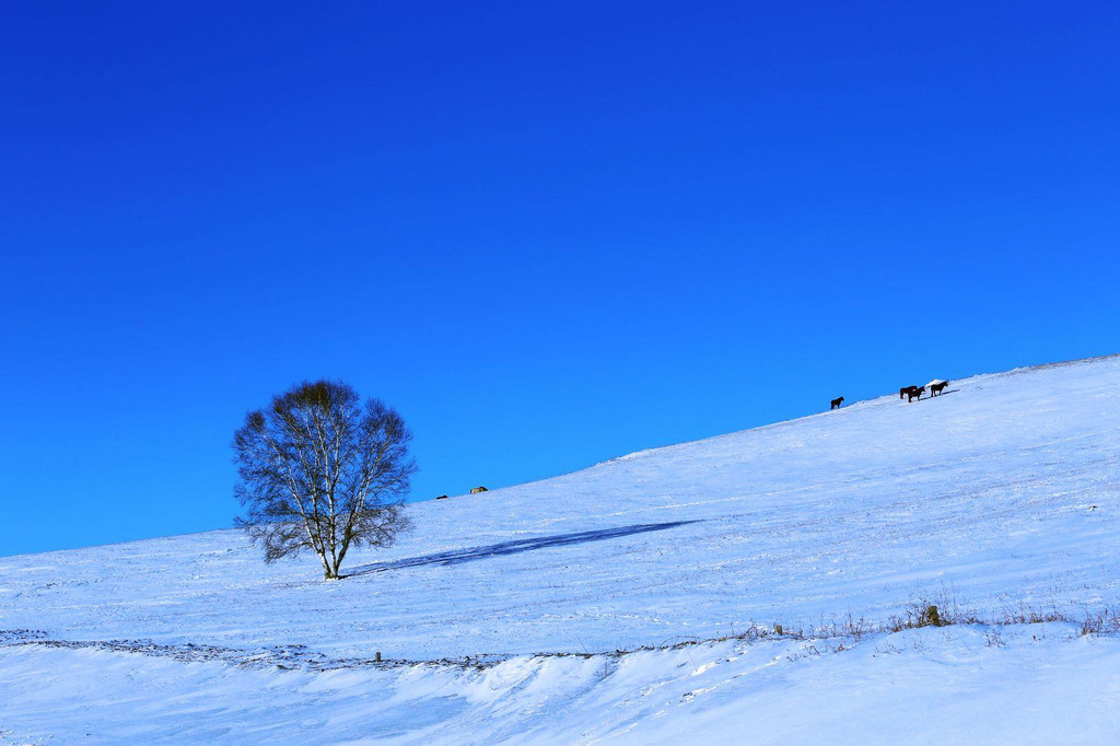 我爱你,塞北的雪!