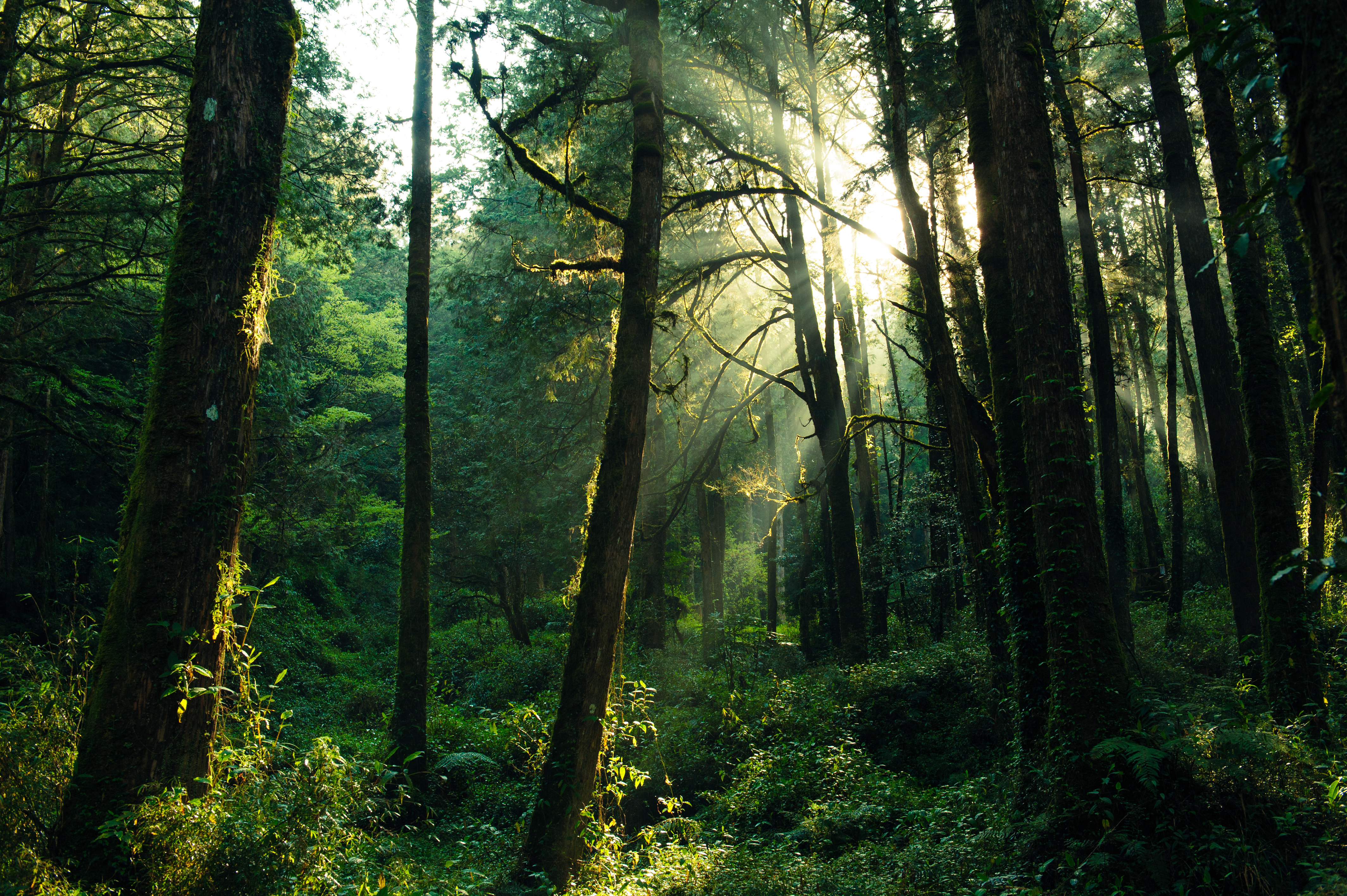 中国台湾高雄阿里山国家风景区一日游 中国台湾高雄阿里山国家风景区一日游