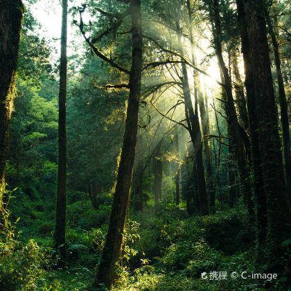 中国台湾高雄阿里山国家风景区一日游 中国台湾高雄阿里山国家风景区一日游