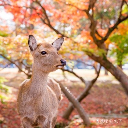 日本大阪+京都+神户6日5晚私家团 日本大阪+京都+神户6日5晚私家团