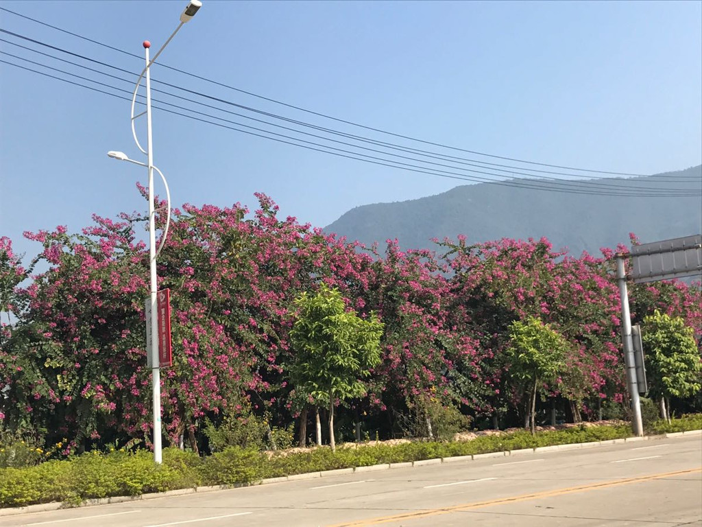        漳州路边到处盛开着紫荆花