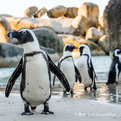 开普敦好望角+南非企鹅生态保护区一日游