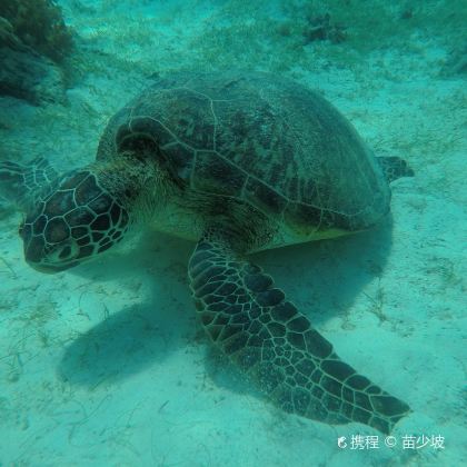 菲律宾薄荷岛6日5晚自由行 菲律宾薄荷岛6日5晚自由行