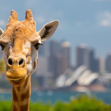 澳大利亚悉尼+堪培拉15日13晚私家团 澳大利亚悉尼+堪培拉15日13晚私家团