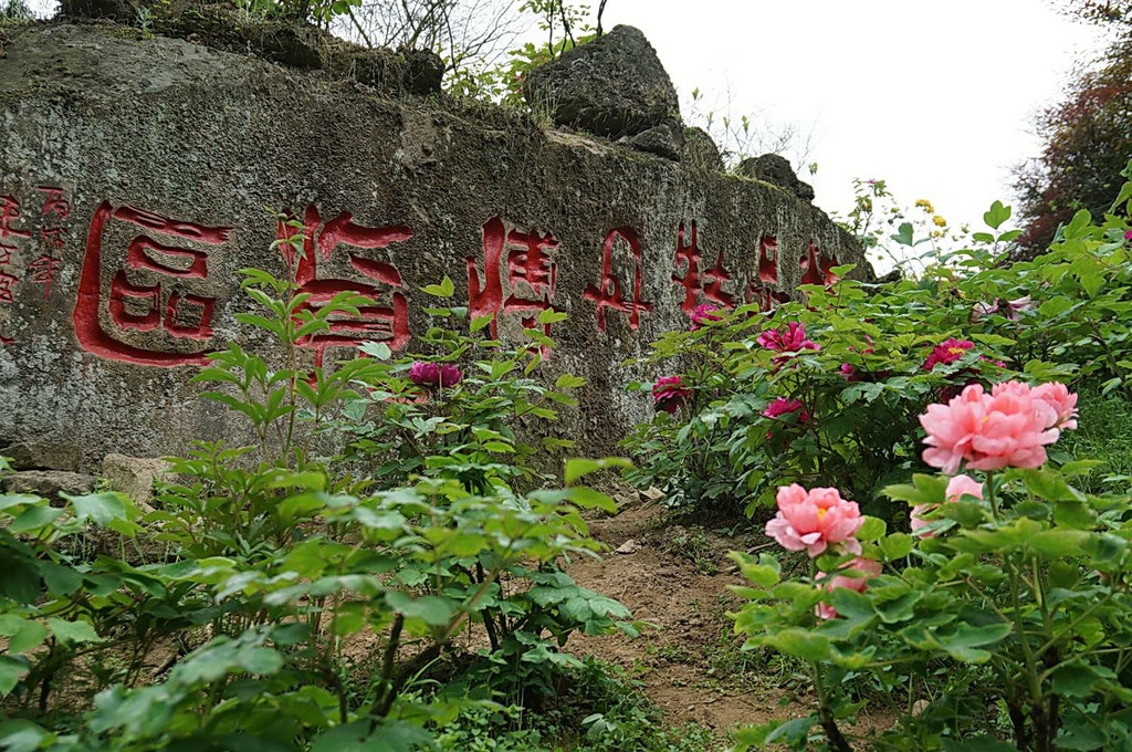 成都往北的州丹景山景区,牡丹花开季节来