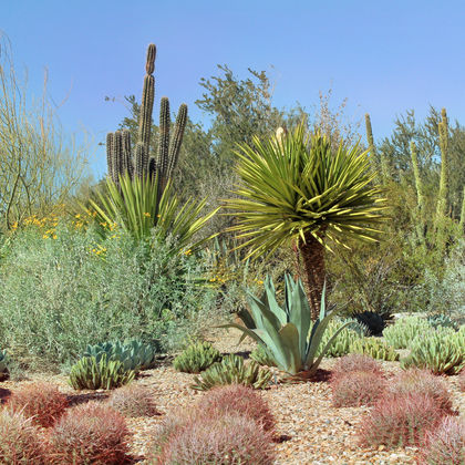 沙漠植物园+凤凰城动物园+亚利桑那州立大学+凤凰城警察博物馆一日游