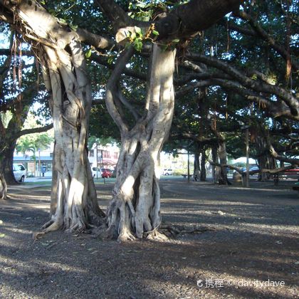 美国+夏威夷+大榕树公园+致公堂博物馆一日游