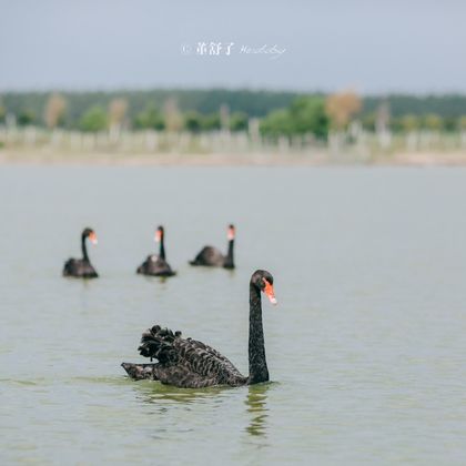 江苏盐城中华麋鹿园+黄海森林公园一日游 江苏盐城中华麋鹿园+黄海森林公园一日游