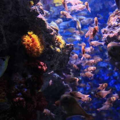 日本冲绳冲绳美丽海水族馆+古宇利岛+万座毛一日游