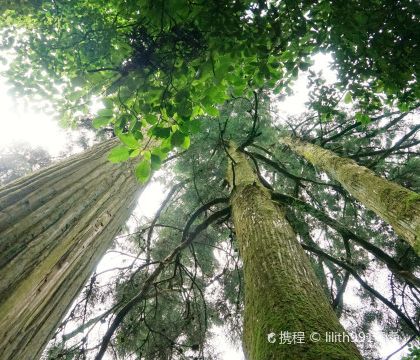 天目山景区+太湖源一日游 天目山景区+太湖源一日游