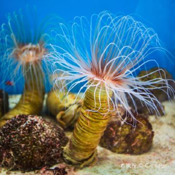 越南芽庄+大叻+美奈6日5晚私家团 越南芽庄+大叻+美奈6日5晚私家团