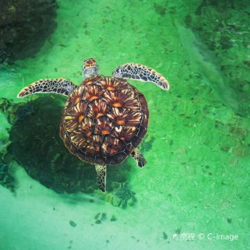 越南芽庄+大叻+美奈6日5晚私家团 越南芽庄+大叻+美奈6日5晚私家团