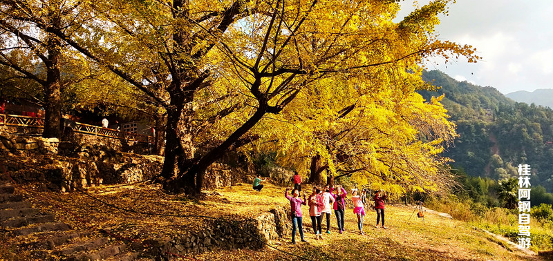 地址:桂林市灵川县海洋乡安太村委北岱底村 维护费:北岱底村里有几棵