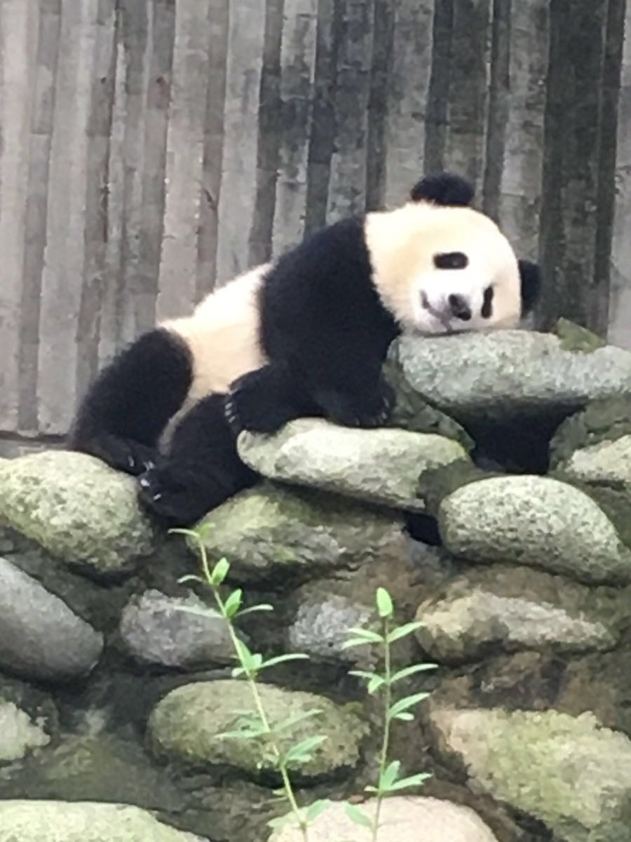 大熊猫睡觉的样子千姿百态,有的睡在楼梯一样的大木头床