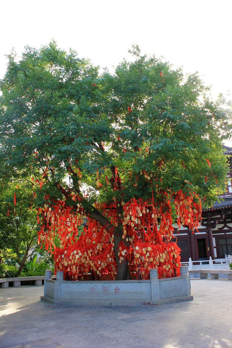 每个热门旅游景点都必备的姻缘树