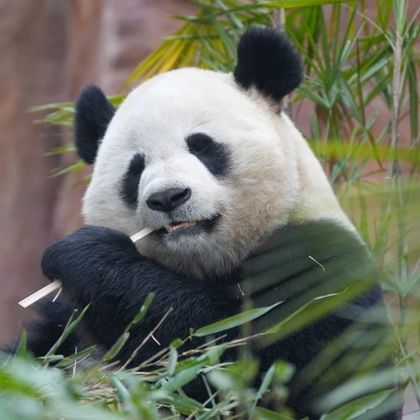 重庆乐和乐都动物主题乐园+重庆野生动物世界一日游