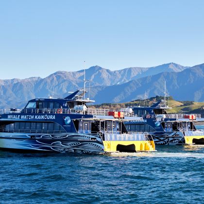 新西兰凯库拉观鲸/海钓/毛皮海狮一日游 新西兰凯库拉观鲸/海钓/毛皮海狮一日游