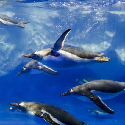 新西兰凯利塔顿海底世界+帕内尔玫瑰花园+码头大楼+天空塔 新西兰凯利塔顿海底世界+帕内尔玫瑰花园+码头大楼+天空塔