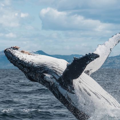 新西兰+凯库拉观鲸游船+凯库拉毛皮海狮聚集区一日游 新西兰+凯库拉观鲸游船+凯库拉毛皮海狮聚集区一日游