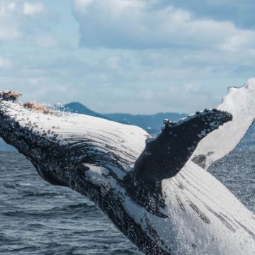 新西兰南岛+基督城+凯库拉+尼尔森+格雷茅斯11日10晚私家团 新西兰南岛+基督城+凯库拉+尼尔森+格雷茅斯11日10晚私家团