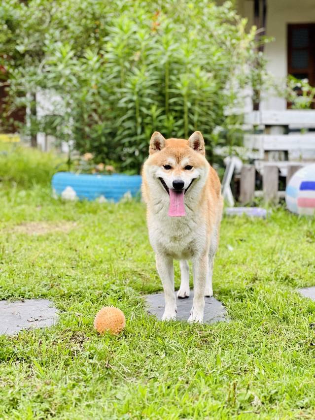 花筑·莫干山自然居·乡村四合院宠物度假民宿图片