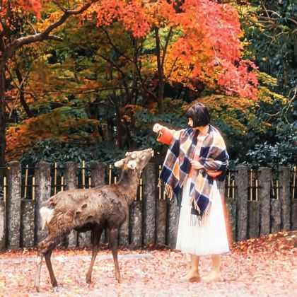 日本大阪+京都+富士山+名古屋+东京6日5晚跟团游 日本大阪+京都+富士山+名古屋+东京6日5晚跟团游