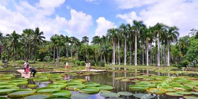 西双版纳王莲酒店1晚(位于热带植物园内),入住