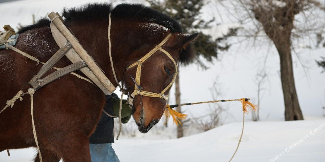 哈尔滨雪谷梦幻家园影视基地住宿电话,地址,价