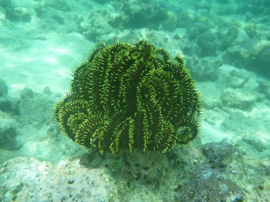 格纳什至尊酒店预订及价格查询