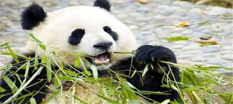 有关大熊猫的资料