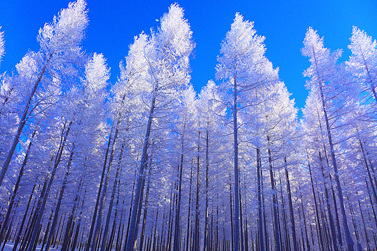 黑龙江雪乡2日1晚跟团游·住宿2人炕 独立卫浴