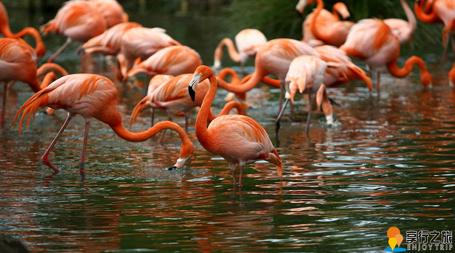 阿联酋迪拜+阿布扎比6日跟团游·3国3岛+加游