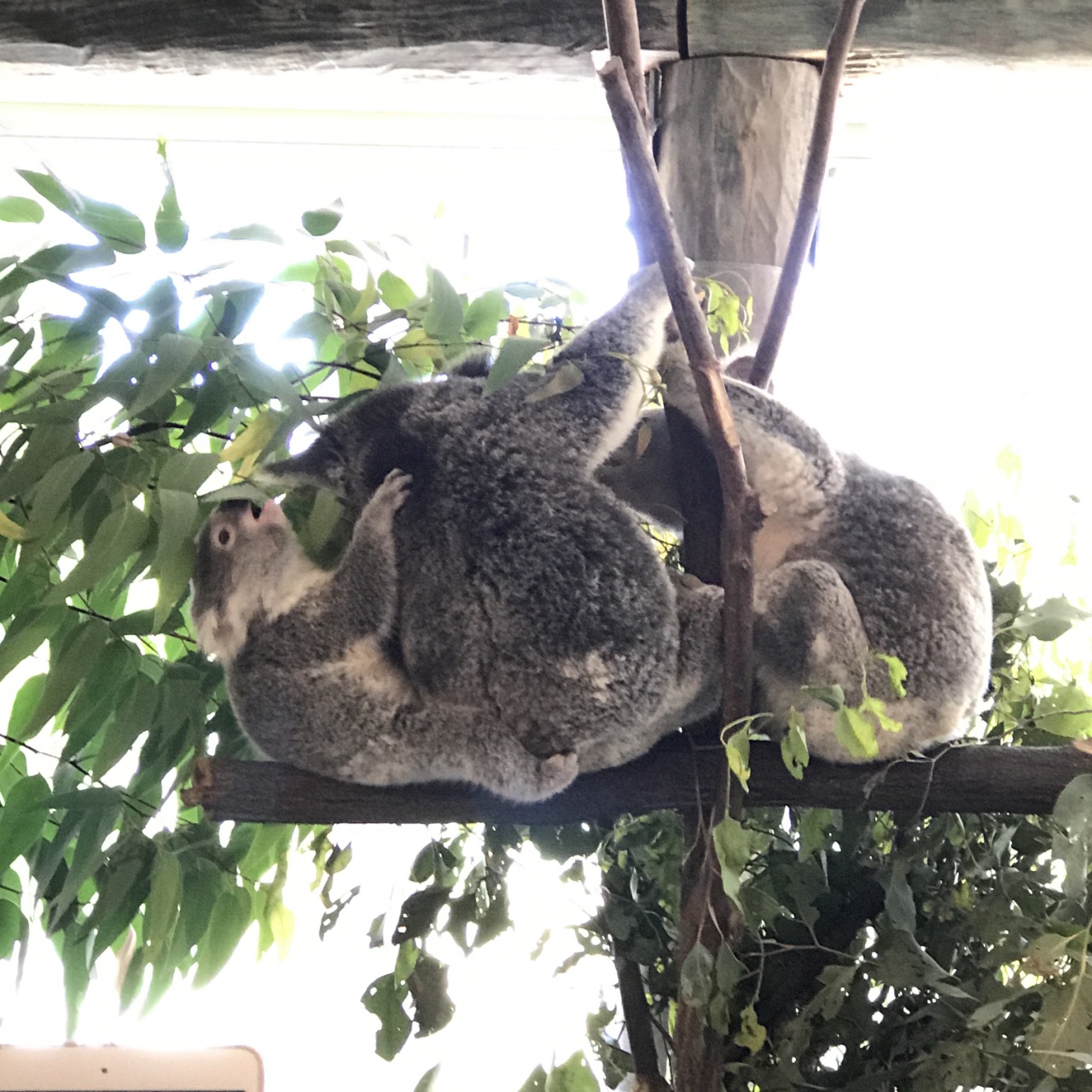 澳大利亚旅游怎么样,澳大利亚旅游好玩吗