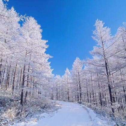 日本北海道6日自由行